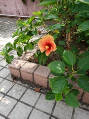Hibiscus