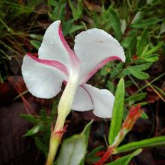 Mandevilla hypoleuca
