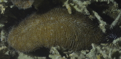 Ctenactis