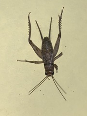 Gryllodes sigillatus