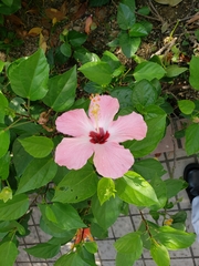 Hibiscus