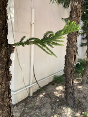 Araucaria