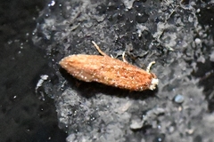 Ypsolopha sp-sw