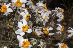 Leucocoryne coronata