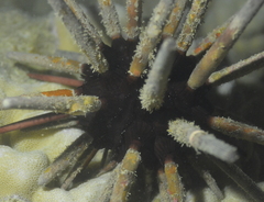 Phyllacanthus imperialis