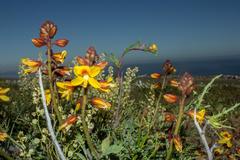 Erythrostemon angulatus