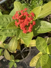 Angiospermae