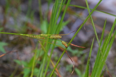 Carex lenticularis