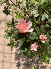 Angiospermae