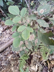 Lespedeza davidii
