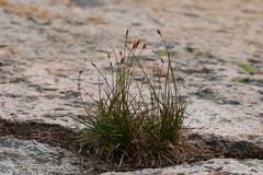 Carex phaeocephala
