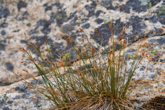 Juncus parryi