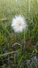 Chaptalia arechavaletae