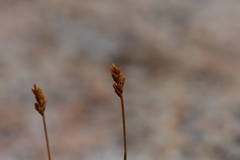 Carex phaeocephala