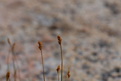 Carex phaeocephala