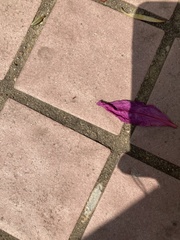 Formicidae