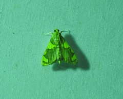 Rehimena