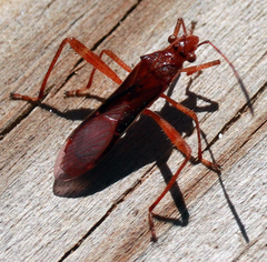 Burtinus notatipennis