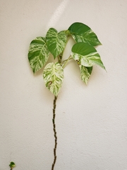 Epipremnum aureum