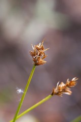 Carex phaeocephala