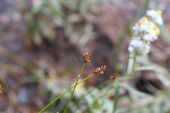 Carex phaeocephala