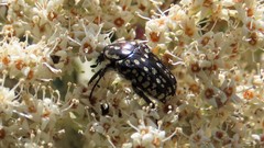 Oxythyrea testaceoguttata