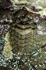 Mopalia porifera image