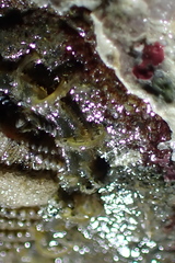 Mopalia porifera