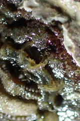 Mopalia porifera