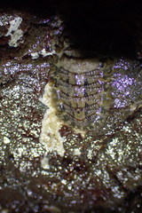 Mopalia porifera