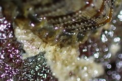 Mopalia porifera
