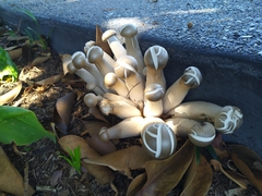 Fungi