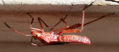 Burtinus notatipennis