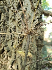 Podosphaera phytoptophila