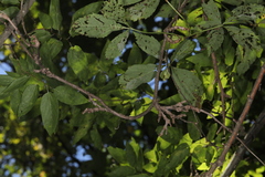 Podosphaera phytoptophila