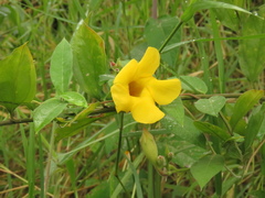 Mandevilla mollissima