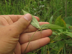 Mandevilla mollissima
