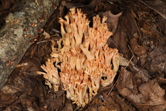 Ramaria subbotrytis
