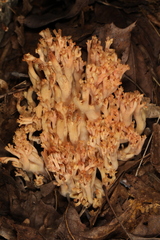 Ramaria subbotrytis