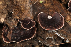 Nigroporus