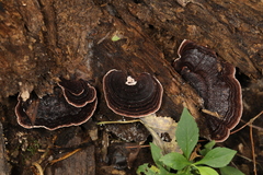 Nigroporus