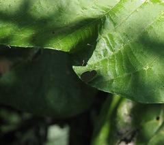 Jamides bochus formosanus