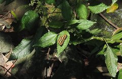 Symbrenthia lilaea formosanus