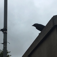 Corvus monedula
