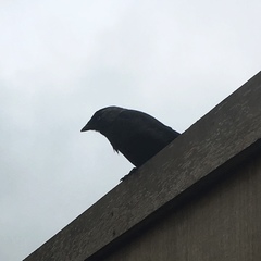 Corvus monedula