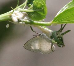 Spalgis lemolea lemolea