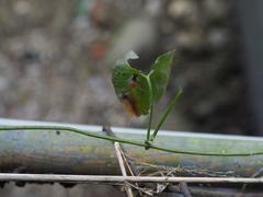 Spilarctia subcarnea