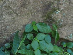 Boehmeria pilosiuscula