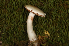 Cortinarius acystidiosus