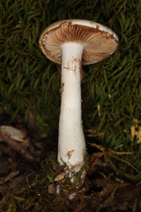 Cortinarius acystidiosus